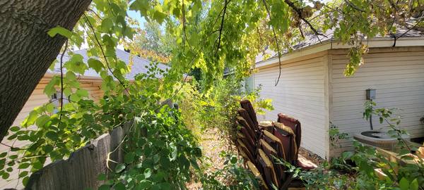 Arlington TX house before purchase - overgrown backyard